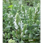 Salvia nemorosa Salute White - Szałwia omszona Salute White - białe, wys. 25, kw. 5/6 FOTO