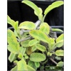 Salvia officinalis Goldblatt - Szałwia lekarska Goldblatt - zioło, fioletowe, złoto-zielone prążkowane liście, wys. 40, kw. 6/8 C0,5 xxxy