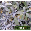Salvia officinalis Purpurmantel - Szałwia lekarska Purpurmantel - zioło, purporowo czerwone aksamitne liscie, aromatyczna, wys. 60, kw. 5/8 FOTO 
