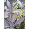 Salvia officinalis Purpurascens - Szałwia lekarska Purpurascens - zioło, fioletowe liście, wys 60, kw 6/7 C0,5