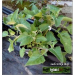 Salvia verticillata Endless Love - Szałwia okręgowa Endless Love - fioletowe, wys. 60, kw 5/10 FOTO