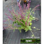 Salvia verticillata Endless Love - Szałwia okręgowa Endless Love - fioletowe, wys. 60, kw 5/10 FOTO