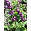 Salvia verticillata Purple Rain - Szałwia okręgowa Purple Rain - fioletowa, kw 6/9 C2 xxxy