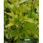 Sambucus nigra Aurea - Bez czarny Aurea C2 40-50cm 