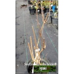 Sambucus nigra Aurea - Bez czarny Aurea C2 40-50cm 