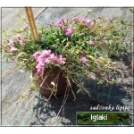 Saponaria Bressingham - Mydlnica Bressingham - różowe, wys. 20, kw. 5/6 FOTO