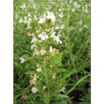 Satureja montana Citriodora - Cząber górski Citriodora - kwiaty białe, wys. 30, kw 8/10 FOTO