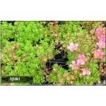 Saxifraga arendsii Blutenteppich - Skalnica arendsa Blutenteppich - jasnoróżowy, wys 20, kw 5/6 FOTO