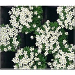Saxifraga arendsii Carpet White - Skalnica Arendsa Carpet White - białe, wys. 15, kw. 4/6 FOTO zzzz