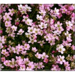 Saxifraga arendsii Purple Carpet - Skalnica Ardensa Purple Carpet - różowe, wys. 20, kw. 4/6 FOTO