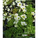 Saxifraga arendsii Schneeteppich - Skalnica Ardensa Schneeteppich - biały, wys 20, kw 5/6 FOTO