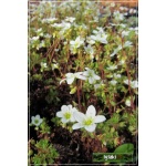 Saxifraga arendsii Schneeteppich - Skalnica Ardensa Schneeteppich - biały, wys 20, kw 5/6 FOTO