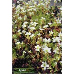 Saxifraga arendsii Schneeteppich - Skalnica Ardensa Schneeteppich - biały, wys 20, kw 5/6 C0,5