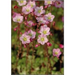 Saxifraga arendsii - Skalnica Arendsa - różowe, wys 20, kw 5/6 FOTO
