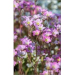 Saxifraga arendsii - Skalnica Arendsa - różowe, wys 20, kw 5/6 FOTO