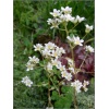 Saxifraga paniculata Aizoon - Skalnica gronkowa Aizoon - biały, wys 20, kw 5/6 FOTO