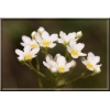 Saxifraga paniculata Miller - Skalnica gronkowa Miller - biały, wys 10/20, kw 5/6 FOTO