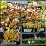 Saxifraga paniculata Minor - Skalnica gronkowa Minor - biały drobny, wys 3/10, kw 5/6 C0,5