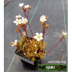 Saxifraga paniculata Minor - Skalnica gronkowa Minor - biały drobny, wys 3/10, kw 5/6 C0,5