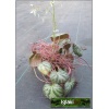Saxifraga stolonifera - Saxifraga sarmentosa - Skalnica rozłogowa FOTO