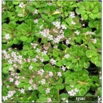 Saxifraga umbrosa Aureopunctata - Skalnica cienista Aureopunctata - różowy, pstre liście, wys 30, kw 5/6 FOTO