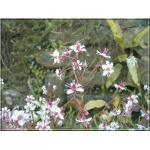 Saxifraga umbrosa - Skalnica cienista - różowy, wys 30, kw 5/6 FOTO 