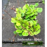 Saxifraga umbrosa - Skalnica cienista - różowy, wys 30, kw 5/6 FOTO 