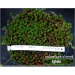 Sedum album Coral Carpet - Rozchodnik biały Coral Carpet - biały, czerwonobrązowy liść, wys 5/10, kw 6/7 C2