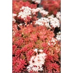 Sedum album Coral Carpet - Rozchodnik biały Coral Carpet - biały, czerwonobrązowy liść, wys 5/10, kw 6/7 FOTO