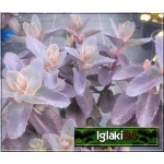 Sedum hybridum Black Beauty - Rozchodnik ogrodowy Black Beauty - czerwonoróżowe, wys. 50/60, kw. 8/10 FOTO