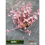 Sedum hybridum Black Beauty - Rozchodnik ogrodowy Black Beauty - czerwonoróżowe, wys. 50/60, kw. 8/10 FOTO