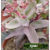 Sedum hybridum Black Beauty - Rozchodnik ogrodowy Black Beauty - czerwonoróżowe, wys. 50/60, kw. 8/10 C0,5 xxxy