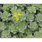 Sedum hybridum Immergrunchen - Rozchodnik ogrodowy Immergrunchen - żółty, zimą zielony, wys 15/20, kw 8/9 FOTO