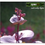 Sedum hybridum Sunsparkler Cherry Tart - Rozchodnik ogrodowy Sunsparkler Cherry Tart - różowe, wys. 15, kw. 7/9 C0,5