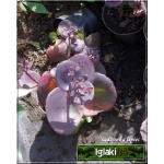 Sedum hybridum Sunsparkler Cherry Tart - Rozchodnik ogrodowy Sunsparkler Cherry Tart - różowe, wys. 15, kw. 7/9 C0,5
