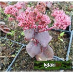 Sedum hybridum Xenox - Rozchodnik ogrodowy Xenox - różowe, wys. 30, kw. 7/9 C0,5