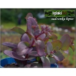 Sedum hybridum Xenox - Rozchodnik ogrodowy Xenox - różowe, wys. 30, kw. 7/9 FOTO