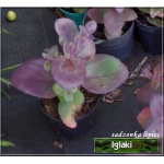 Sedum hybridum Xenox - Rozchodnik ogrodowy Xenox - różowe, wys. 30, kw. 7/9 FOTO