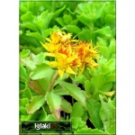 Sedum kamtschaticum - Rozchodnik kamczacki - złoty, jasnozielony liść, wys 15, kw 7/8 FOTO