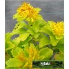 Sedum kamtschaticum - Rozchodnik kamczacki - złoty, jasnozielony liść, wys 15, kw 7/8 FOTO