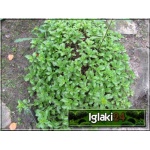 Sedum kamtschaticum - Rozchodnik kamczacki - złoty, jasnozielony liść, wys 15, kw 7/8 C0,5