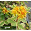 Sedum kamtschaticum Variegatum - Rozchodnik kamczacki Variegatum - złoty, pstre liście,wys 20, kw 7/8 FOTO 