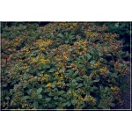 Sedum kamtschaticum Variegatum - Rozchodnik kamczacki Variegatum - złoty, pstre liście,wys 20, kw 7/8 FOTO 