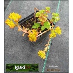 Sedum oreganum - Rozchodnik oregoński - żółty, przebarwienia liści, wys 10, kw 6/8 C0,5 