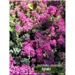 Sedum pluricaule Sachalin - Rozchodnik Sachaliński - różowe liście i kwiaty, wys 5/10, kw 8/9 C0,5 