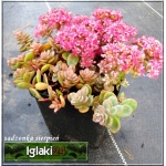 Sedum pluricaule Sachalin - Rozchodnik Sachaliński - różowe liście i kwiaty, wys 5/10, kw 8/9 FOTO