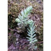 Sedum reflexum Elegant - Rozchodnik ościsty Elegant - szaroniebieskie liście, wys 20, kw 8/9 FOTO