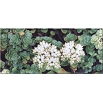 Sedum spurium Album Superbum - Rozchodnik kaukaski Album Superbum - biały, zielony liść, wys 10/20, kw 7/8 FOTO