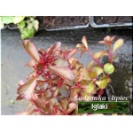 Sedum spurium Purpurteppich - Rozchodnik kaukaski Purpurteppich - zielono-czerwony, liść różowy, wys 10/20, kw 7/9 FOTO 