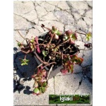 Sedum spurium Purpurteppich - Rozchodnik kaukaski Purpurteppich - zielono-czerwony, liść różowy, wys 10/20, kw 7/9 FOTO 